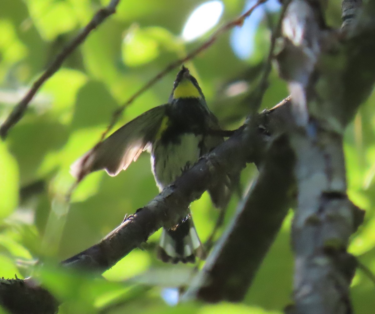Yellow-rumped Warbler - ML639871506
