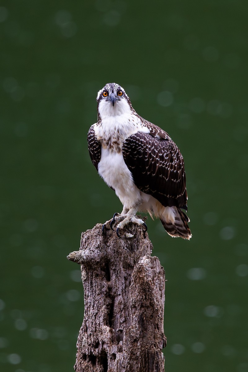 orlovec říční - ML639871529