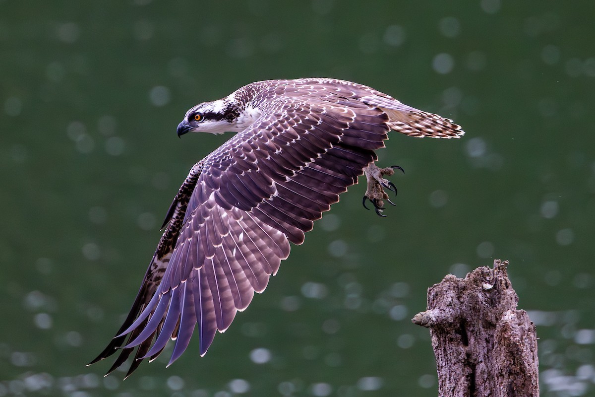 orlovec říční - ML639871533