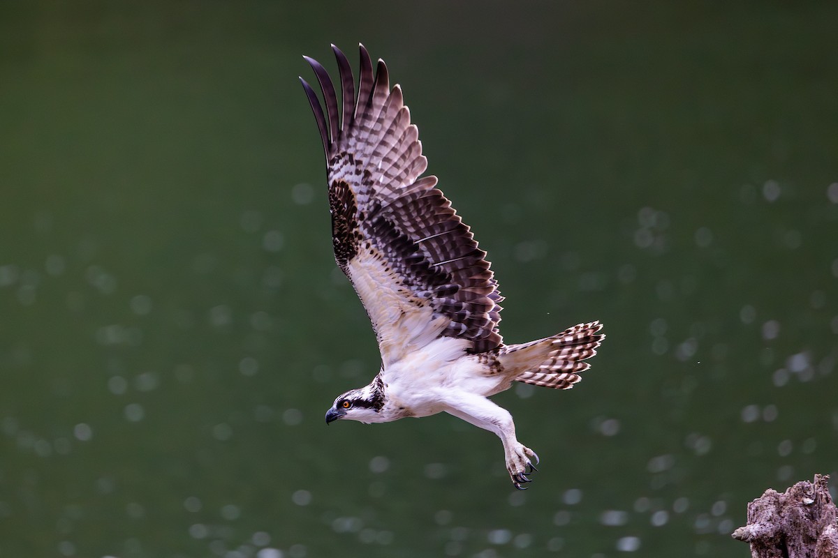 orlovec říční - ML639871534