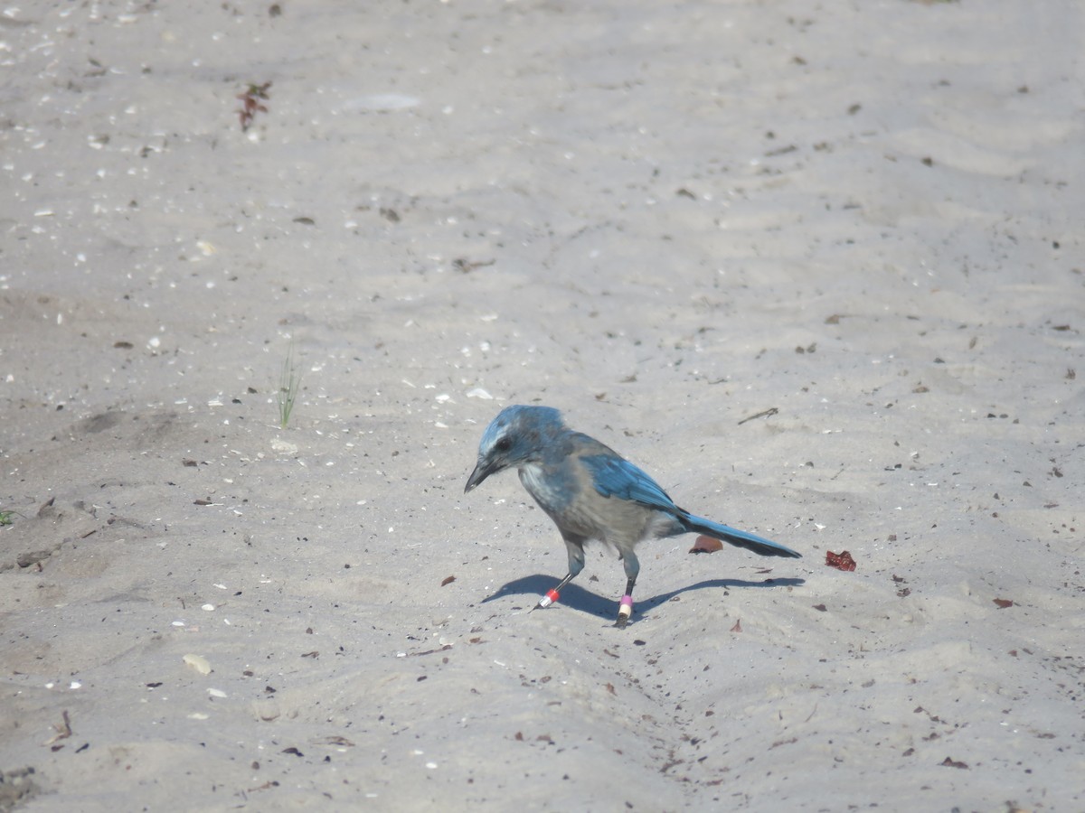Florida Scrub-Jay - ML639871546
