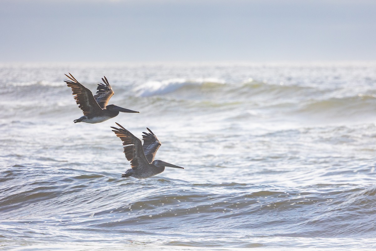 pelikán hnědý - ML639871556