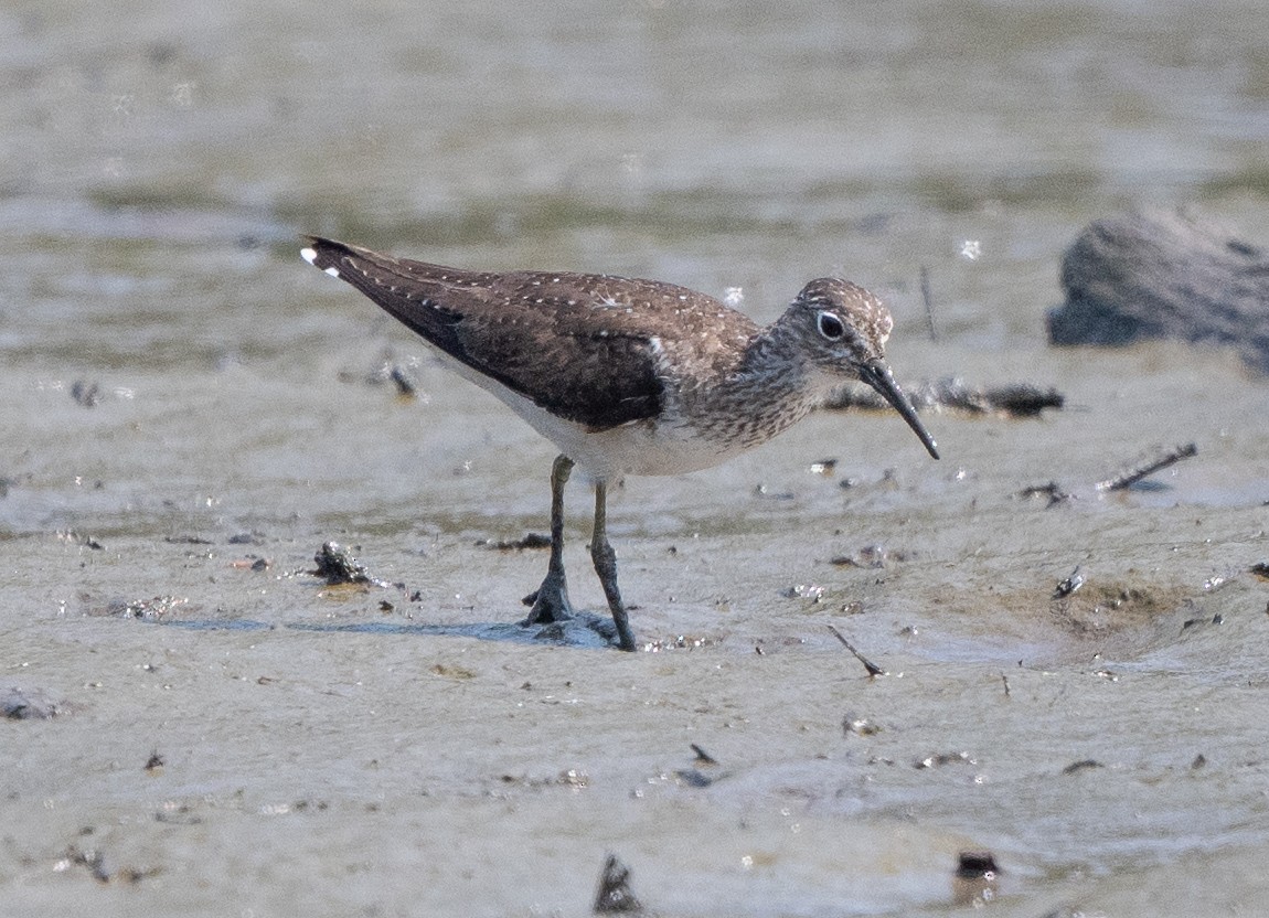 Solitary Sandpiper (solitaria) - ML639871585