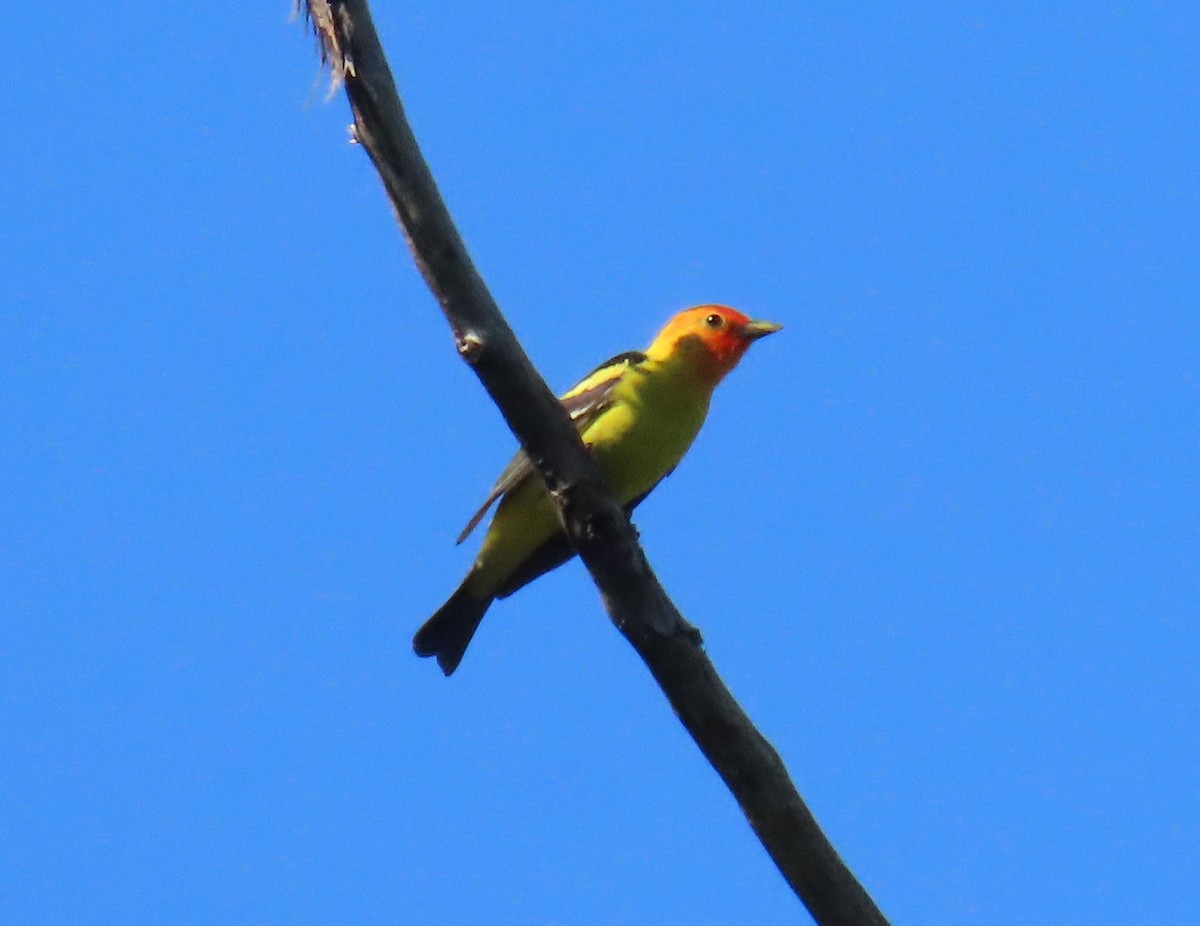 Western Tanager - ML639871608