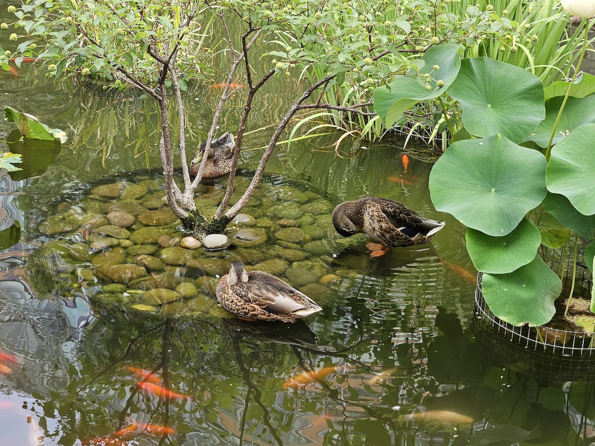 Mallard - ML639871622