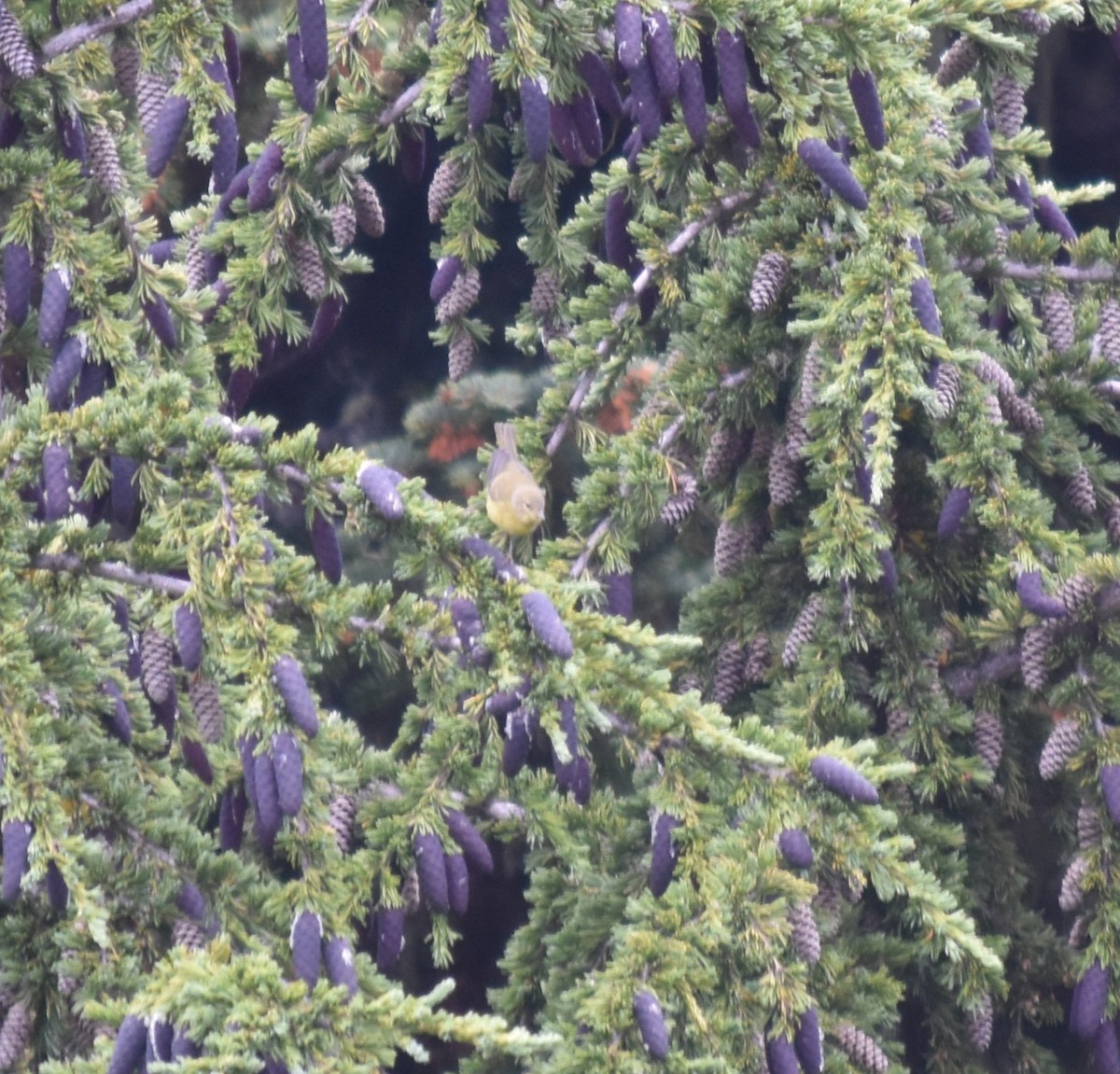 Orange-crowned Warbler (Gray-headed) - ML639871628