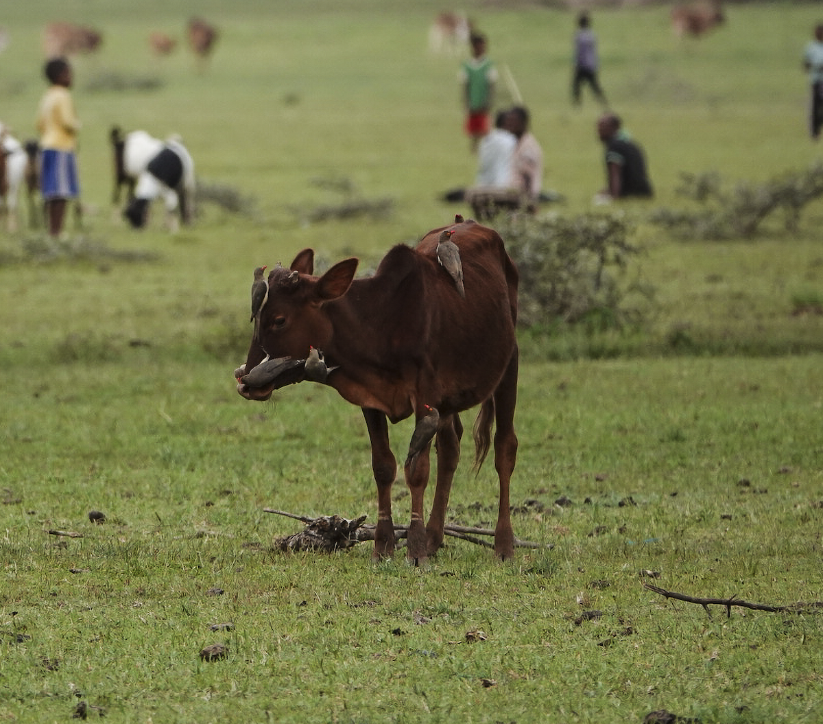 Red-billed Oxpecker - ML639871647