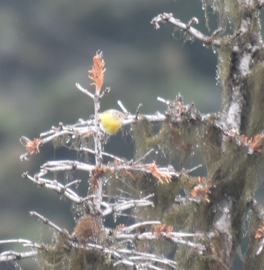 Nashville Warbler - ML639871653