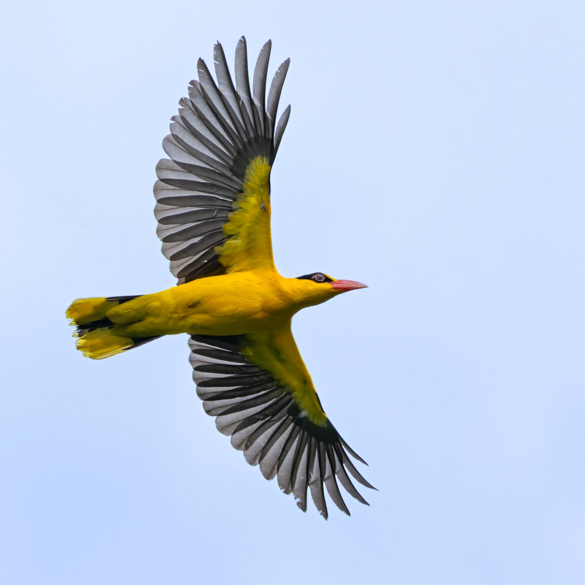 Black-naped Oriole (Philippine) - ML639871700