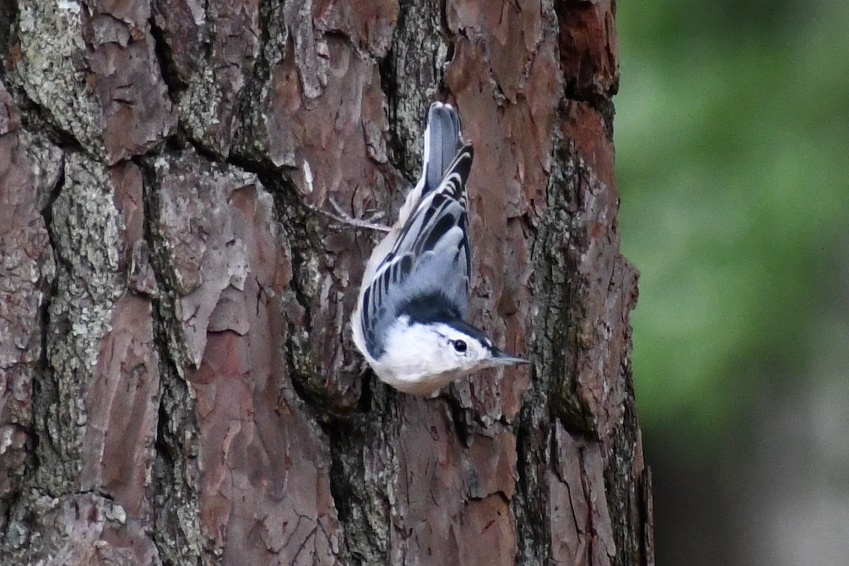 White-breasted Nuthatch (Eastern) - ML639871702