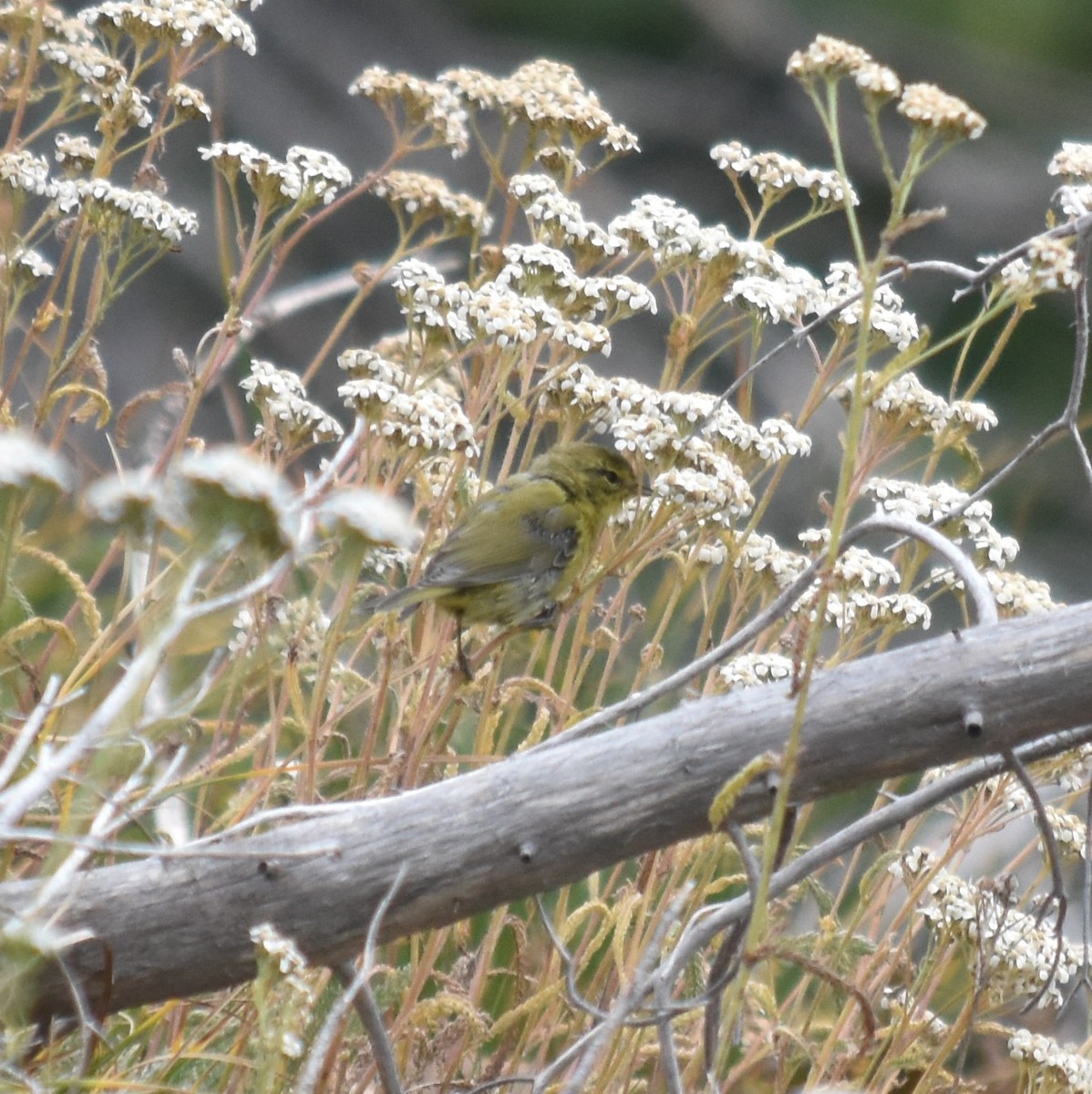 Orange-crowned Warbler (lutescens) - ML639871724