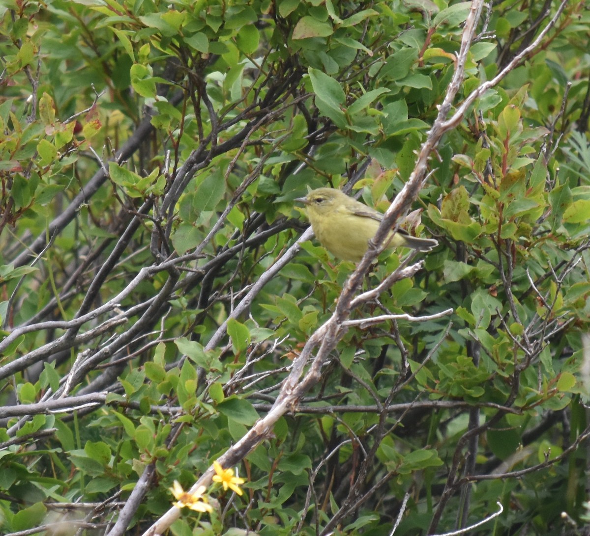 Orange-crowned Warbler (lutescens) - ML639871725