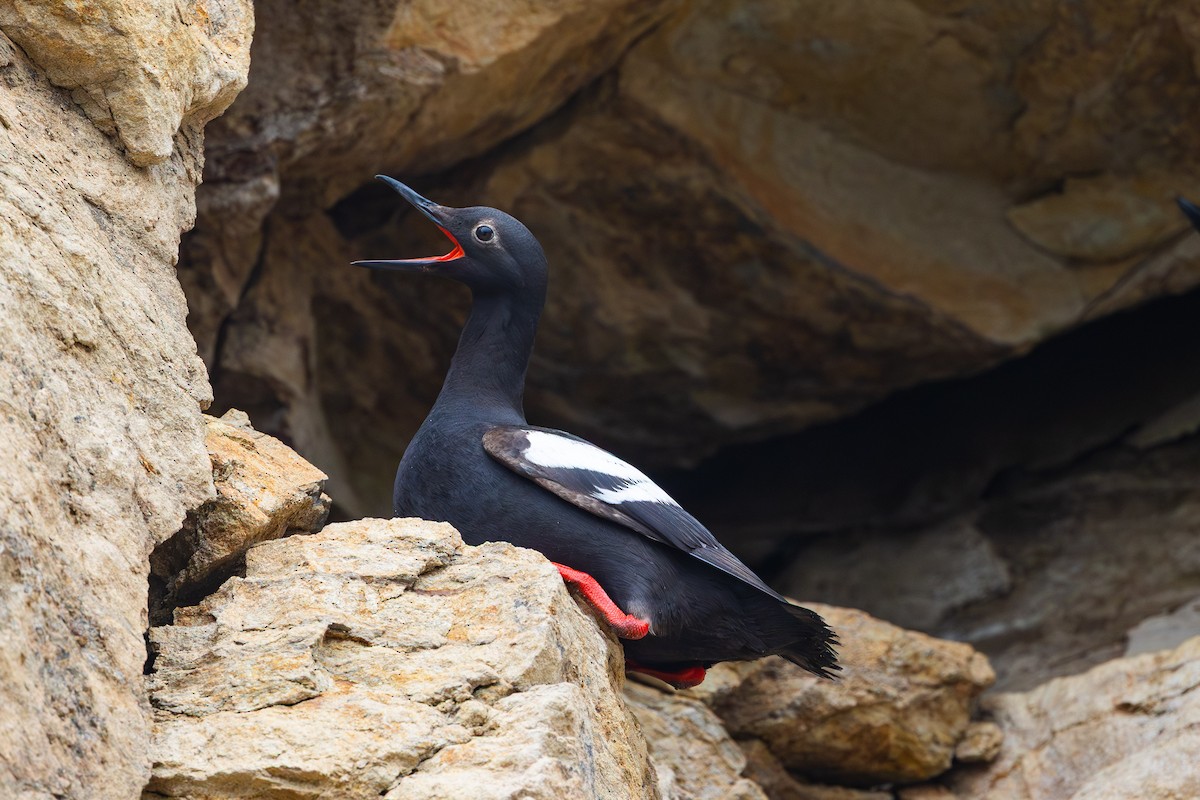 Pigeon Guillemot - ML639871730