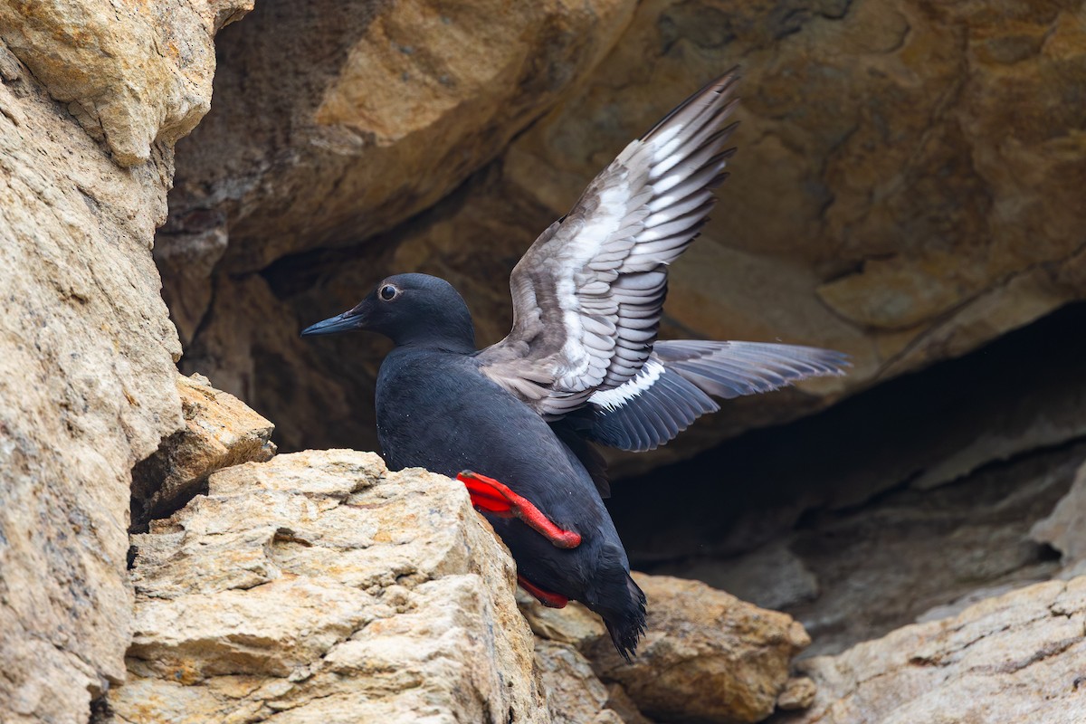 Pigeon Guillemot - ML639871739