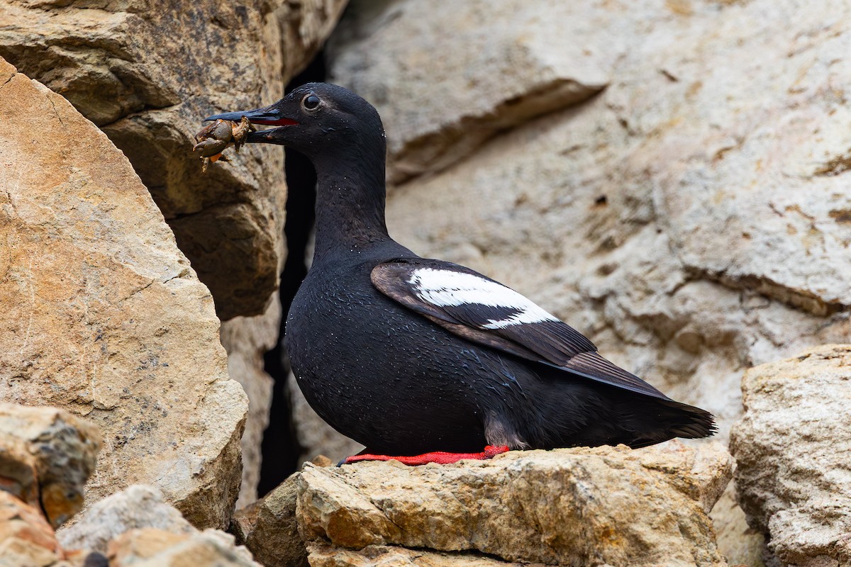 Pigeon Guillemot - ML639871744