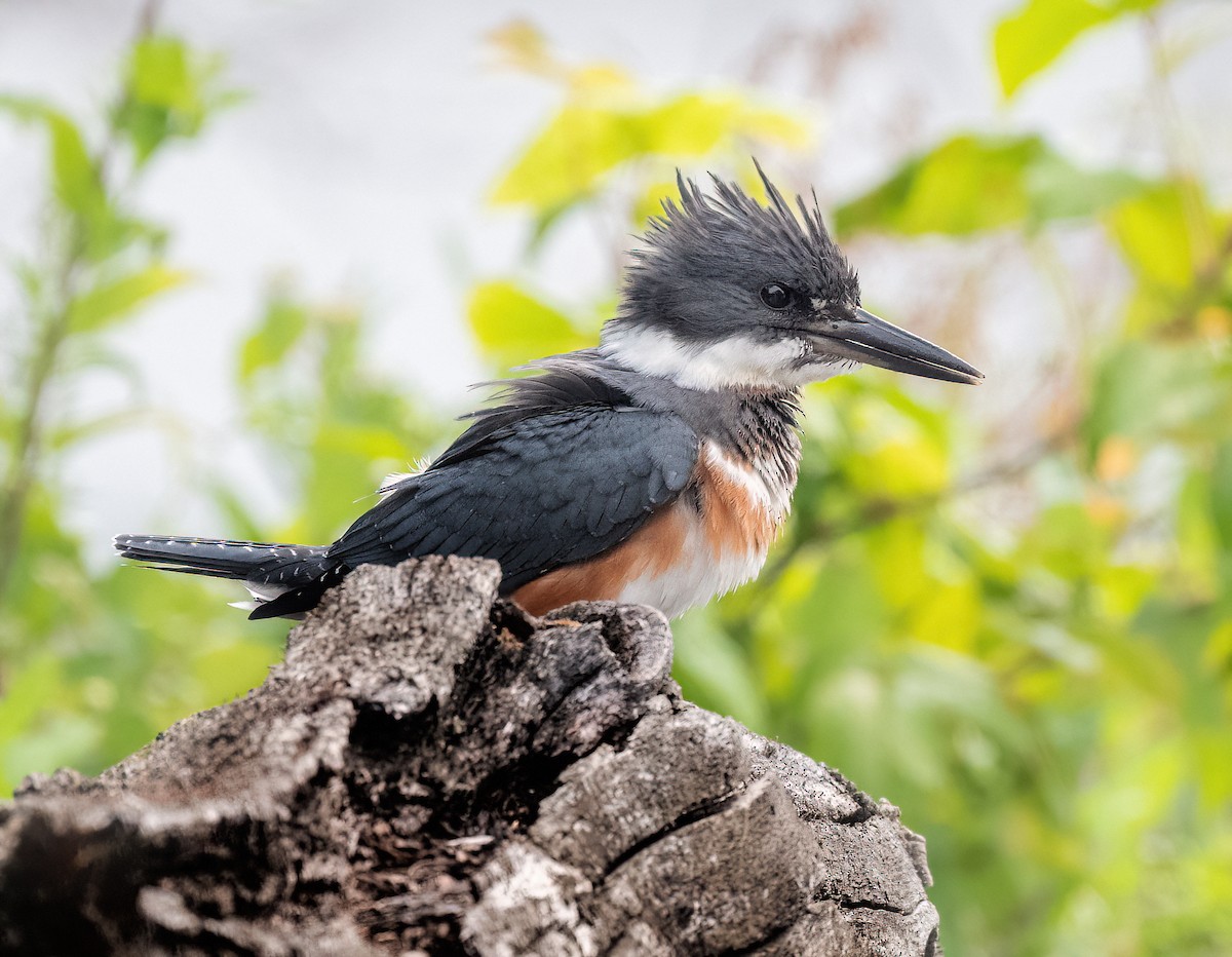 Belted Kingfisher - ML639871750