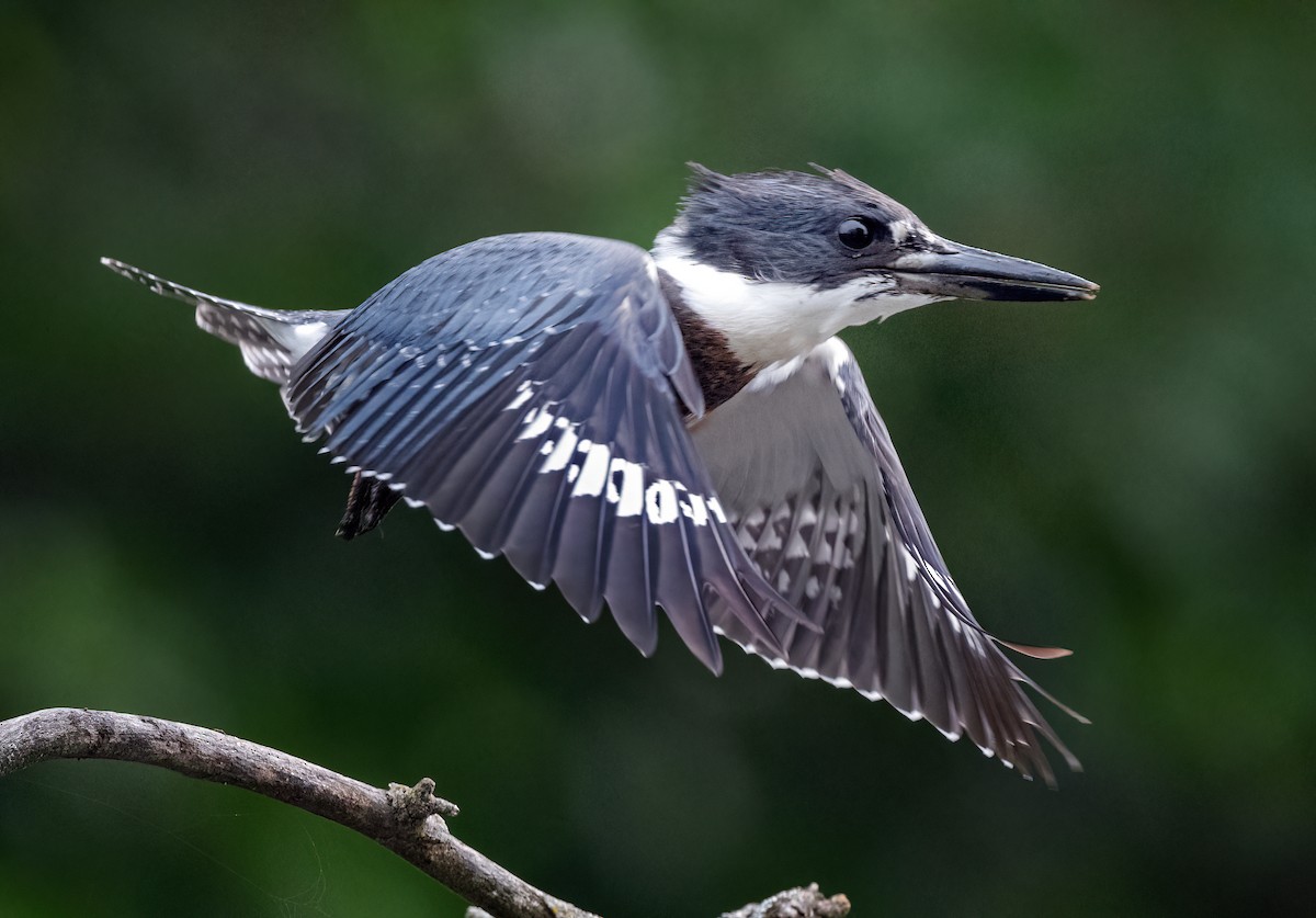 Belted Kingfisher - ML639871751