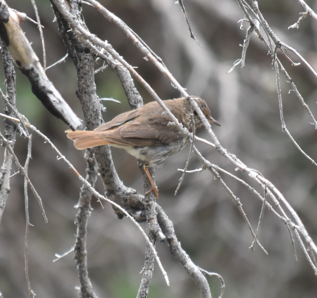 Hermit Thrush - ML639871757