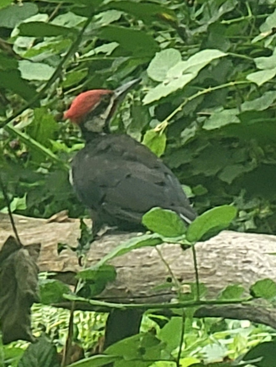 Pileated Woodpecker - ML639871781