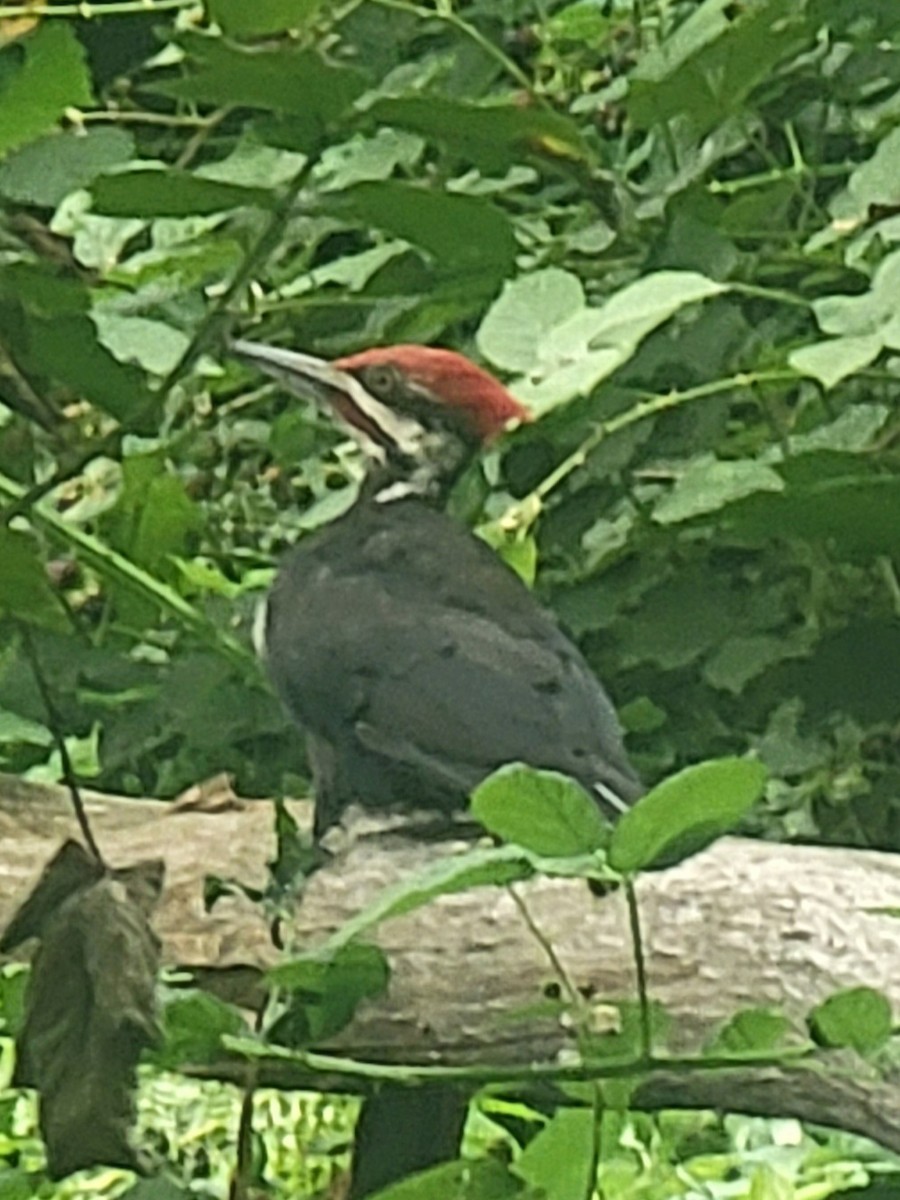 Pileated Woodpecker - ML639871782
