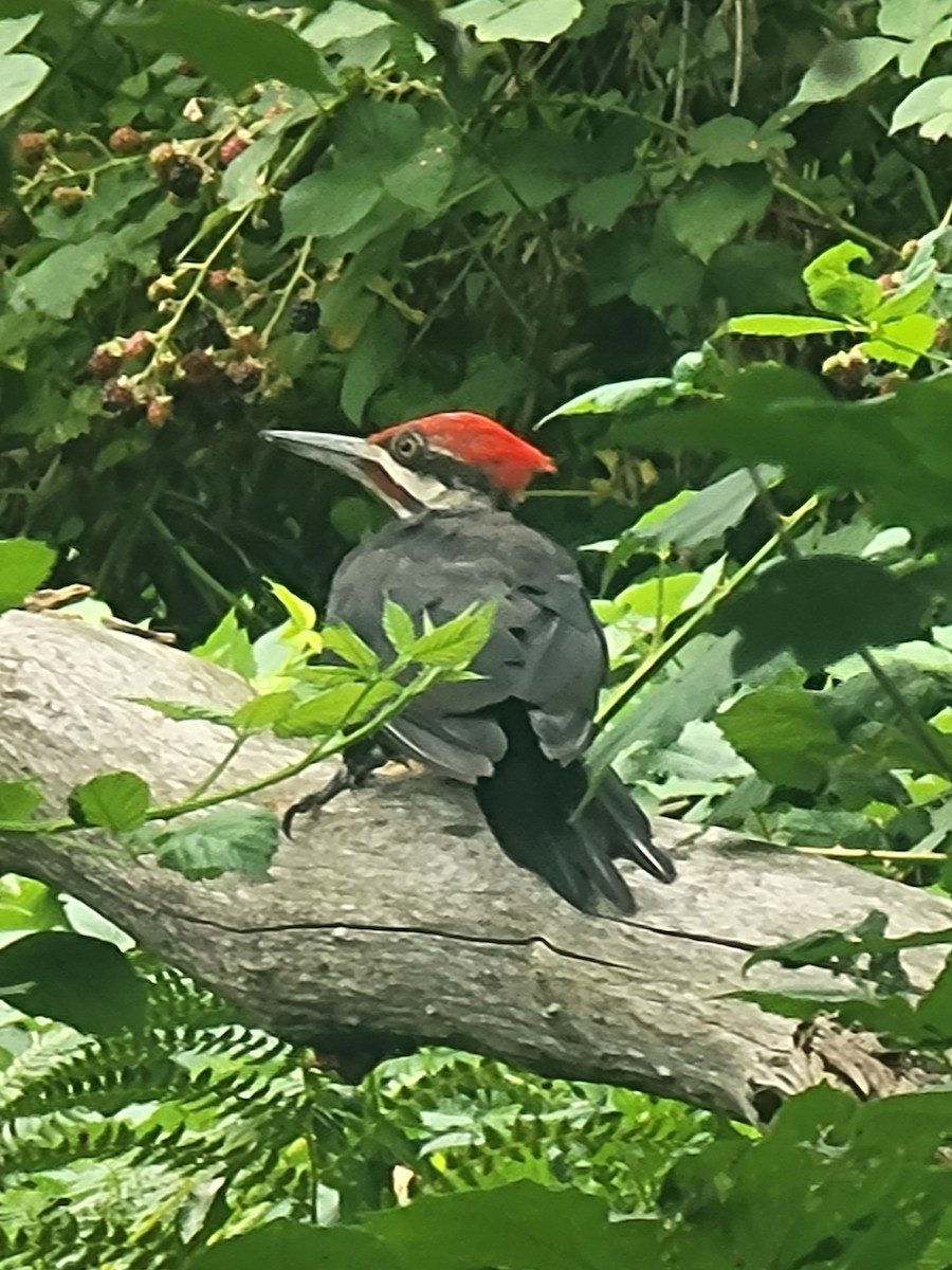 Pileated Woodpecker - ML639871784