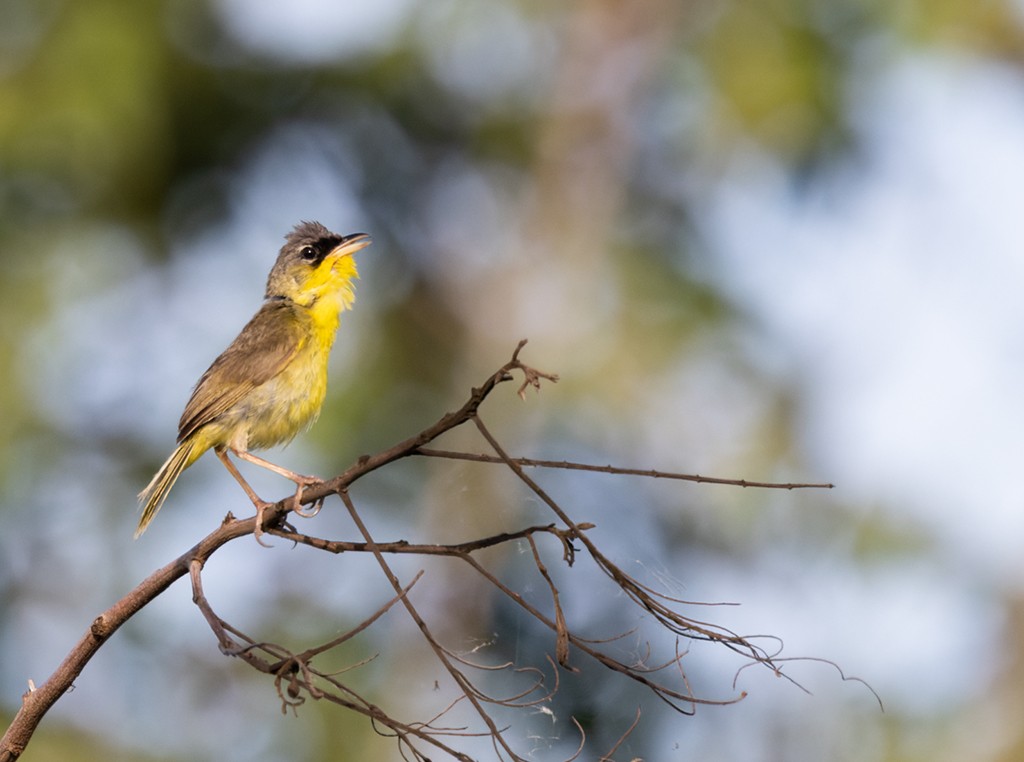 Gray-crowned Yellowthroat - ML639871804