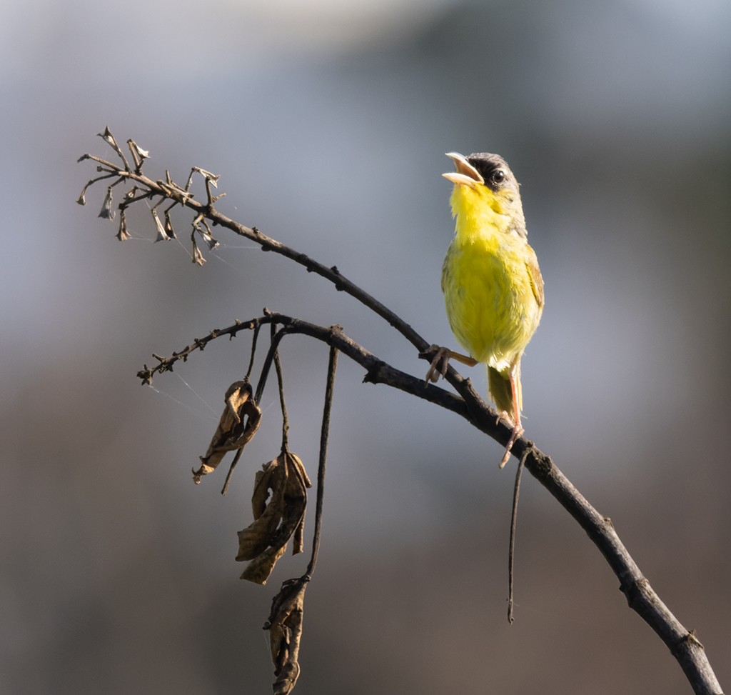 Gray-crowned Yellowthroat - ML639871806