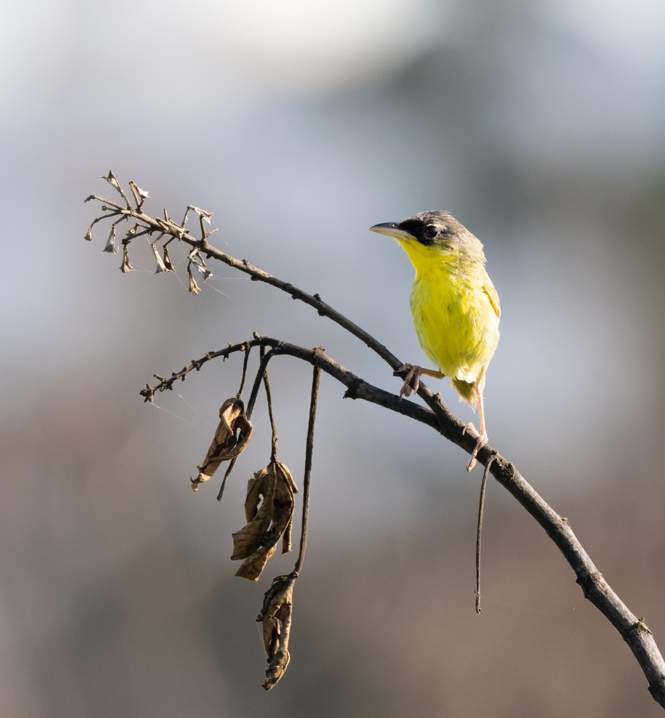 Gray-crowned Yellowthroat - ML639871807