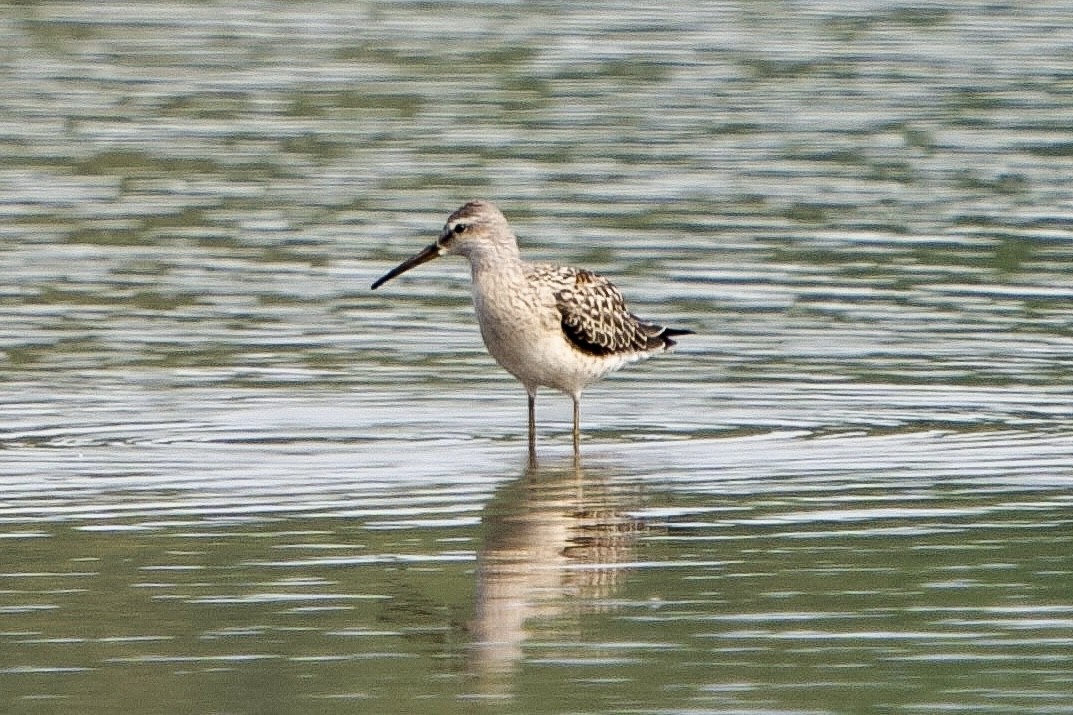 Bécasseau à échasses - ML639871861
