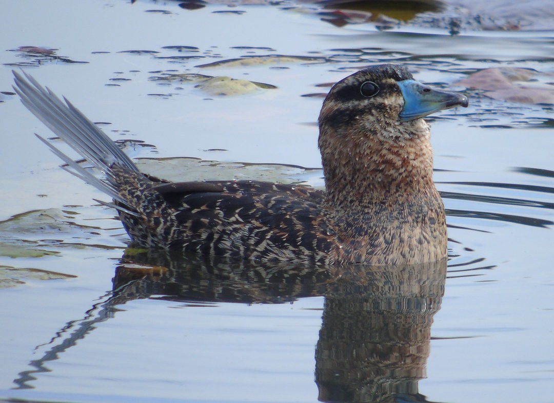 Masked Duck - ML639871867