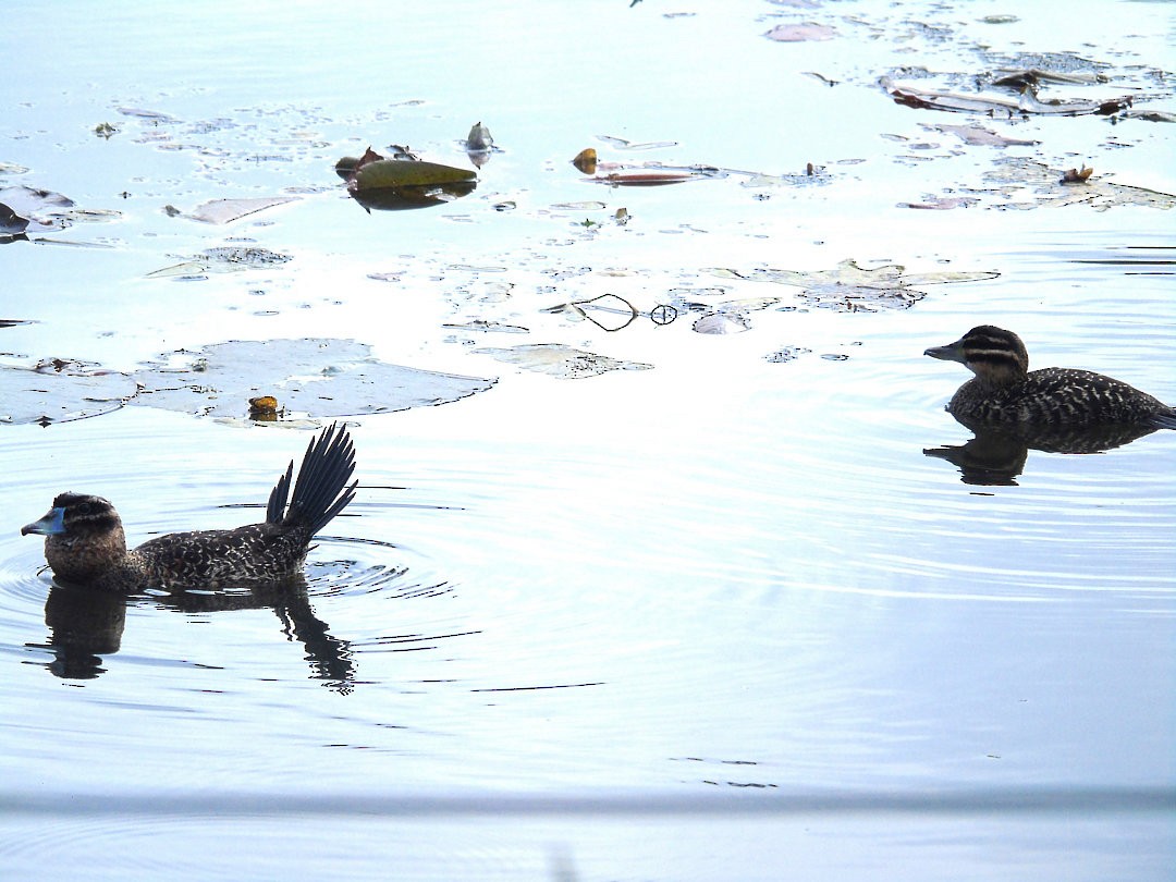 Masked Duck - ML639871868