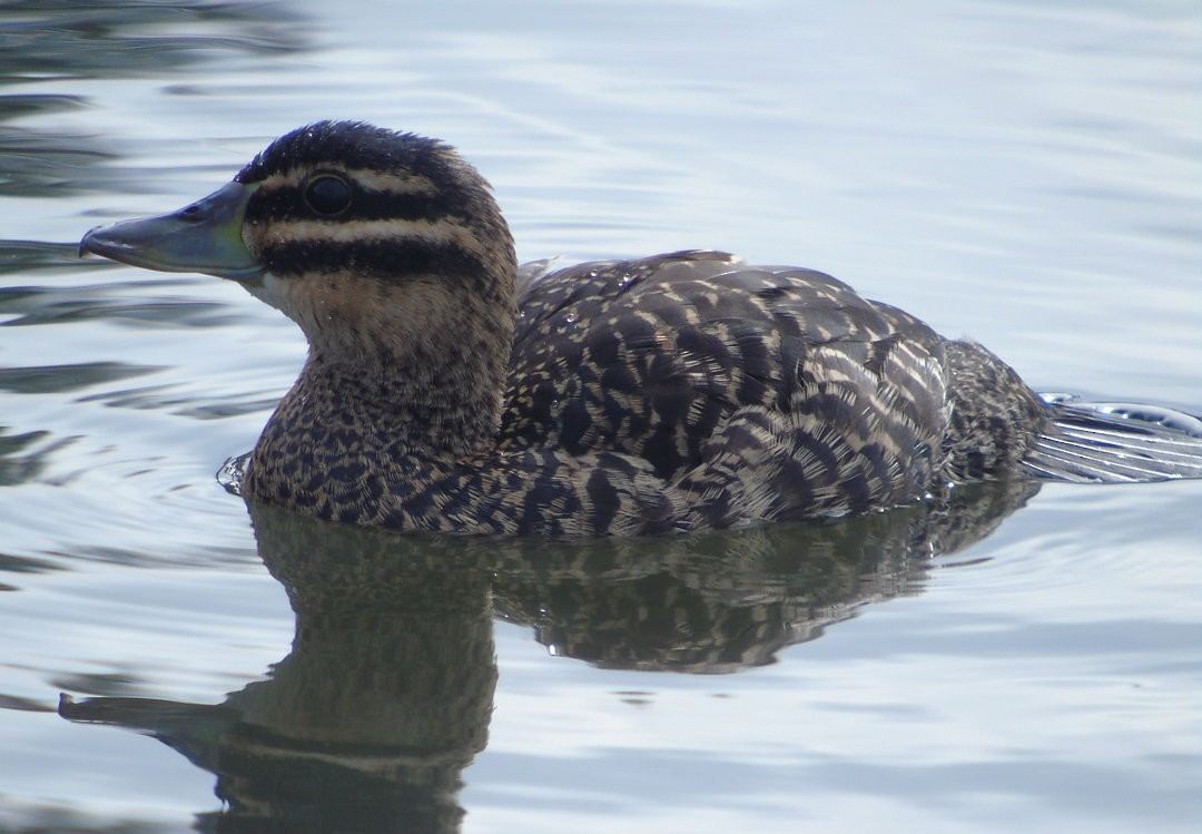 Masked Duck - ML639871870