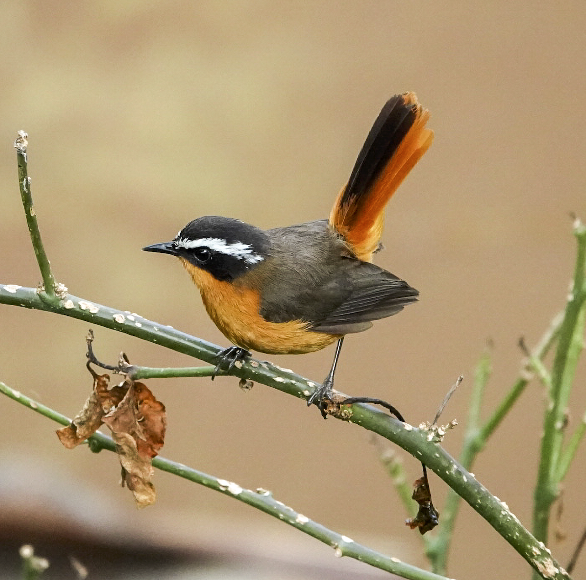 Rüppell's Robin-Chat - ML639871928