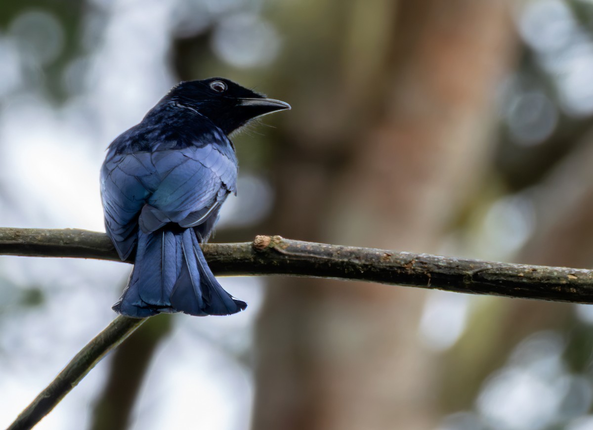 Short-tailed Drongo - ML639871971