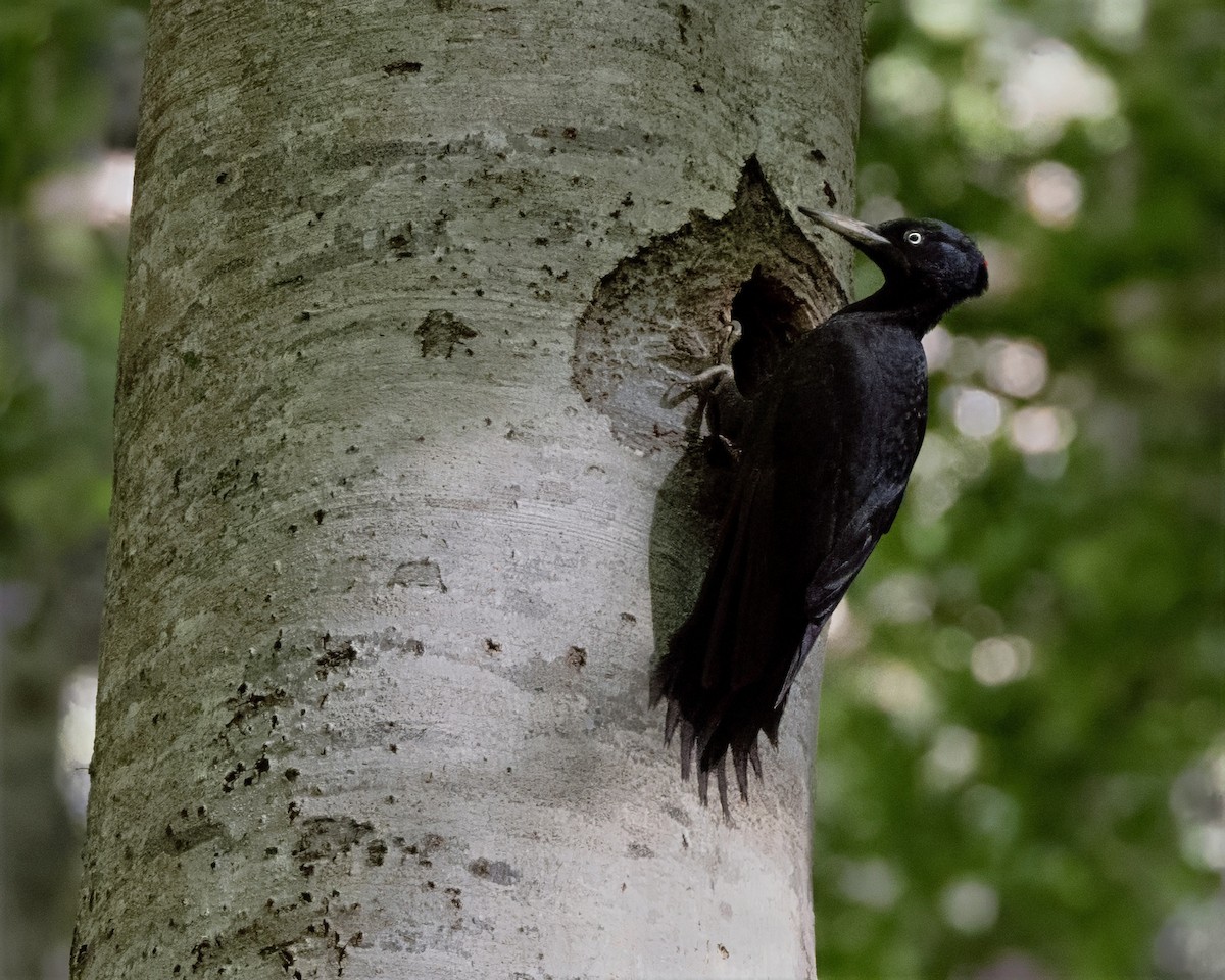 Black Woodpecker - ML639872020