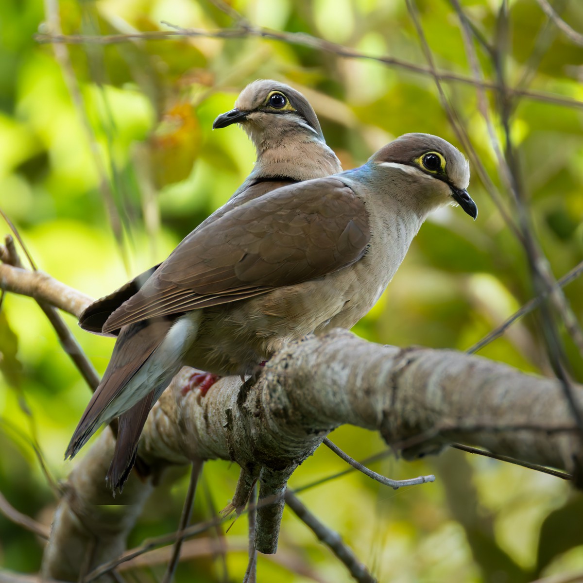 White-eared Brown-Dove (Short-billed) - ML639872104