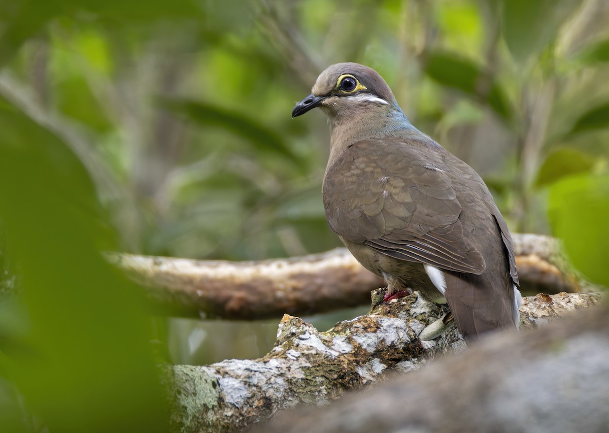 White-eared Brown-Dove (Short-billed) - ML639872105