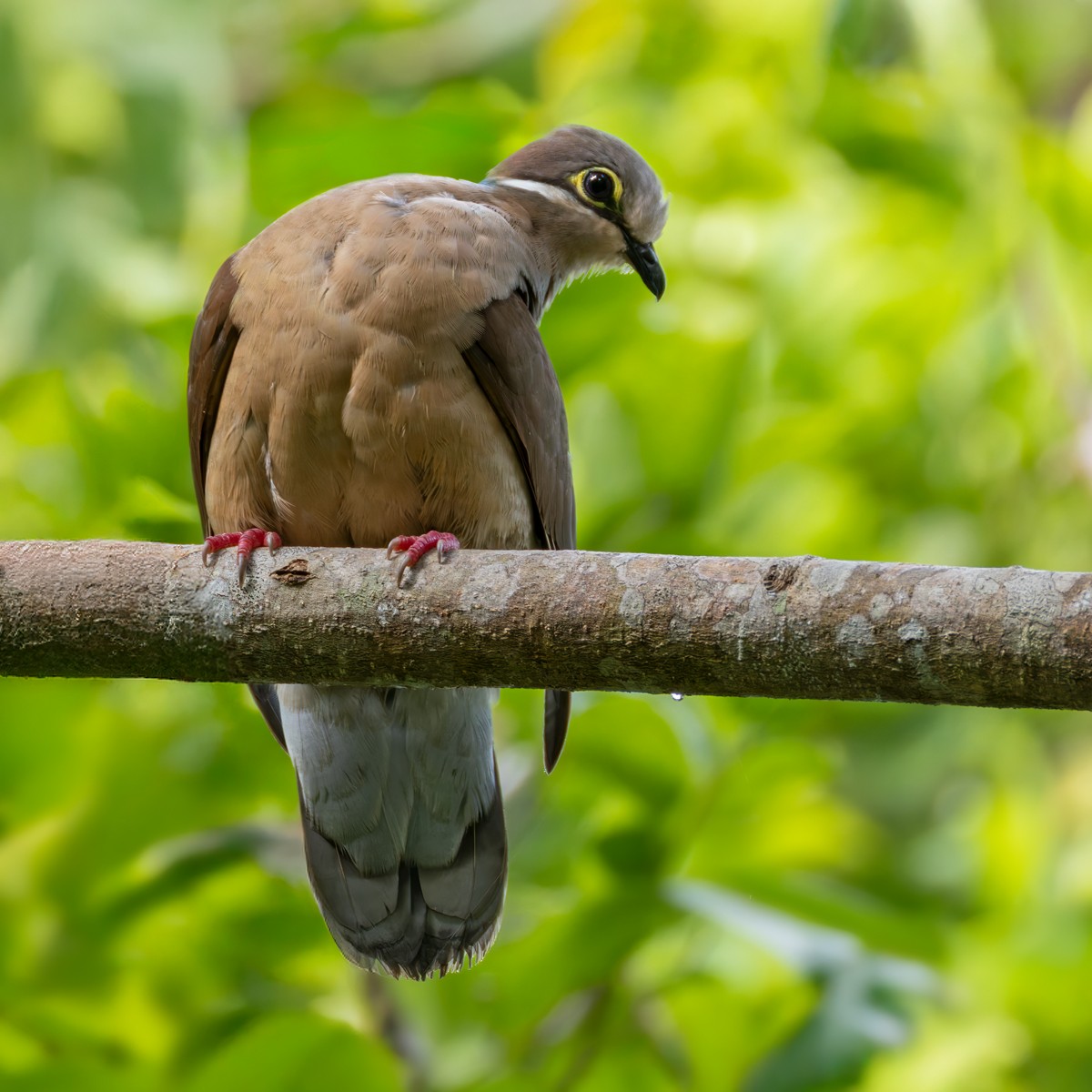 White-eared Brown-Dove (Short-billed) - ML639872106
