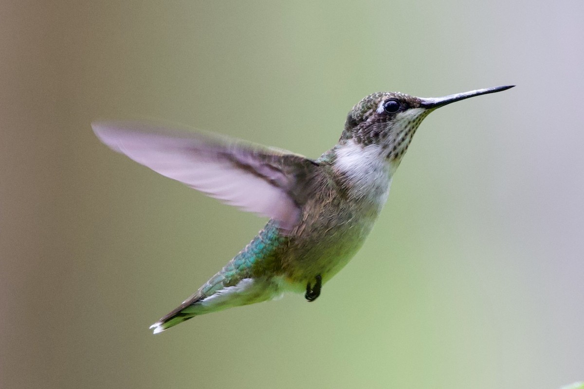 Ruby-throated Hummingbird - ML639872124