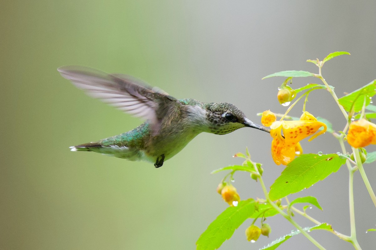 Ruby-throated Hummingbird - ML639872125