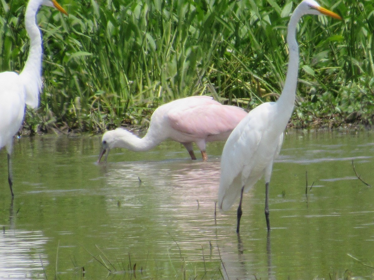 Roseate Spoonbill - ML639872145