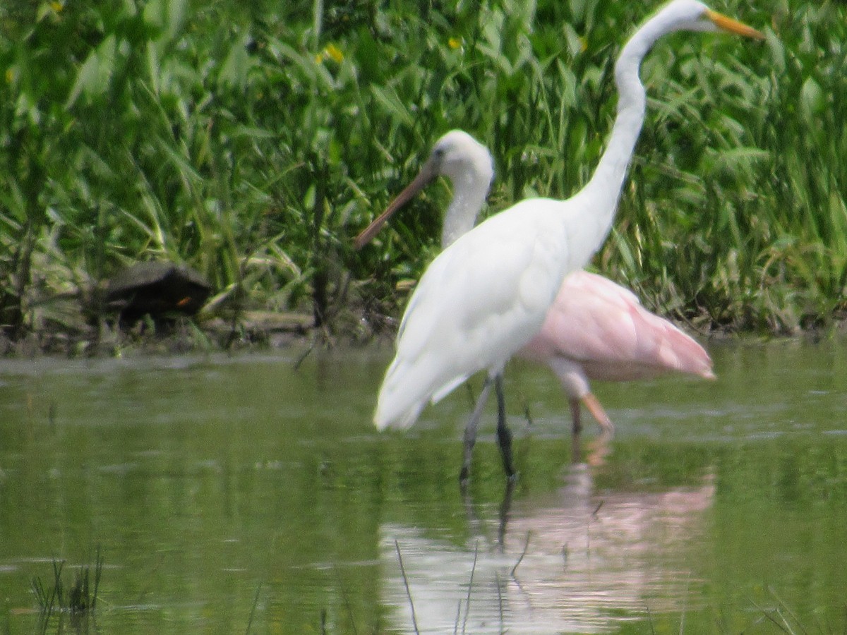 Roseate Spoonbill - ML639872146