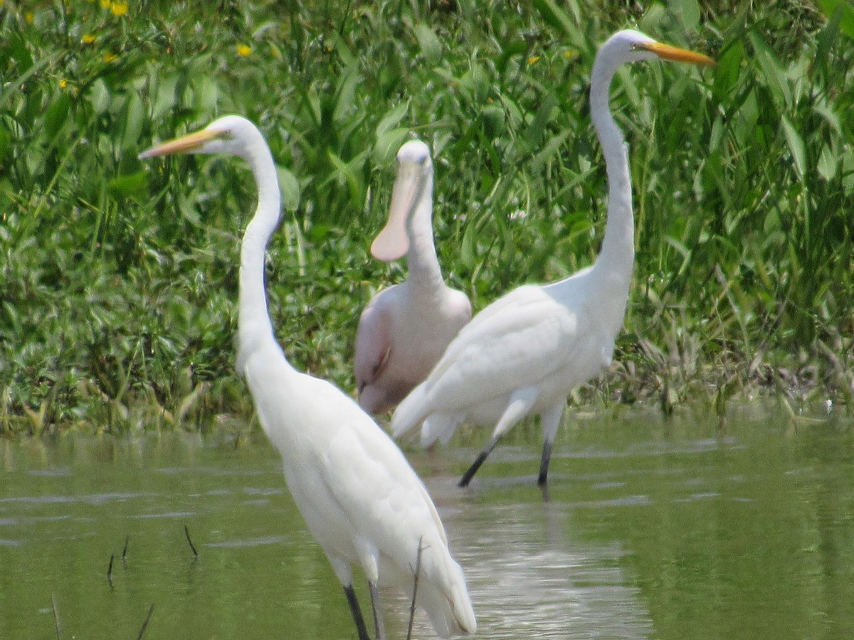 Roseate Spoonbill - ML639872147