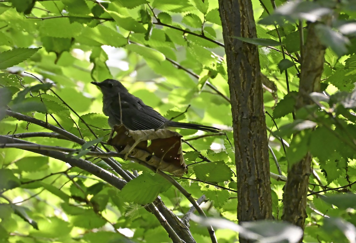 Gray Catbird - ML639872154