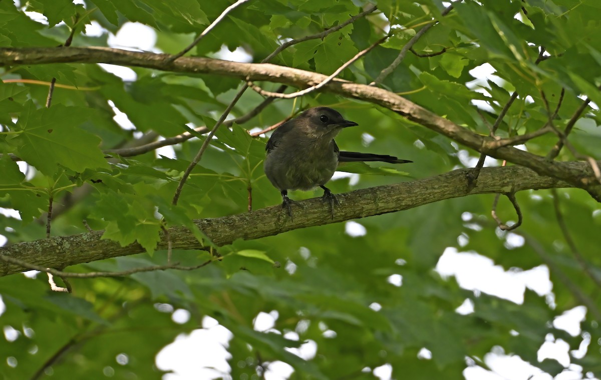 Gray Catbird - ML639872155