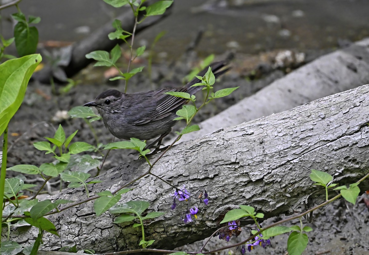 Gray Catbird - ML639872156