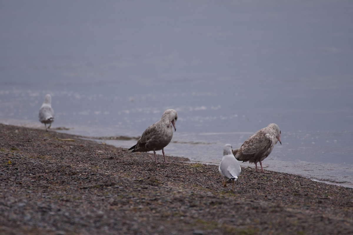 American Herring Gull - ML639872157