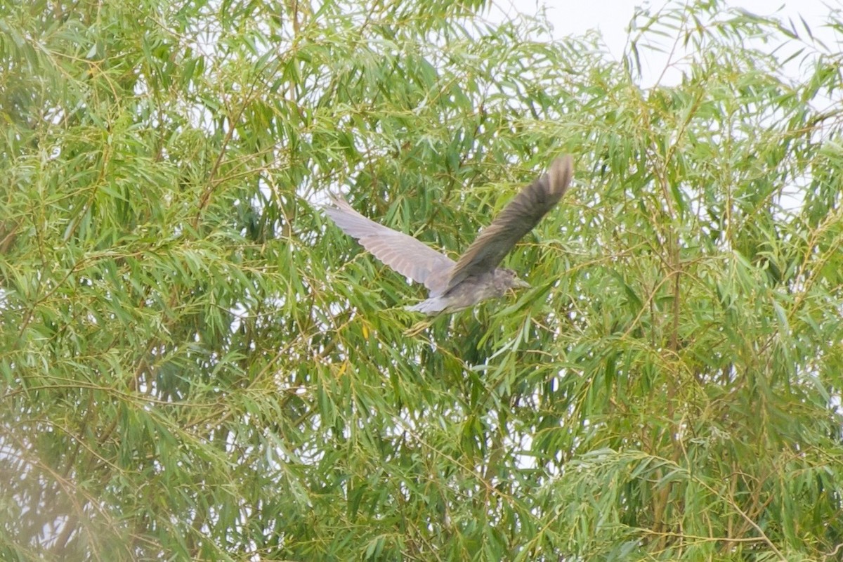 Ногоовор зашин - ML639872164