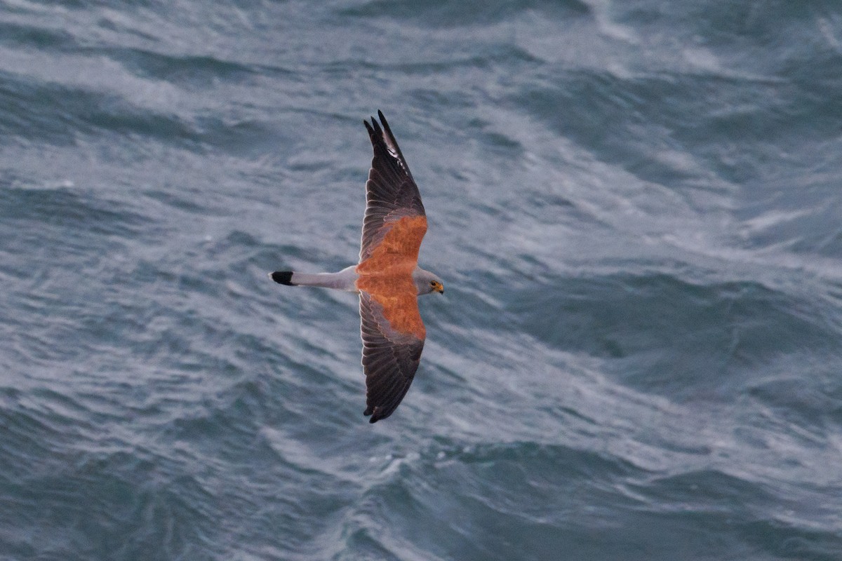 Lesser Kestrel - ML639872172