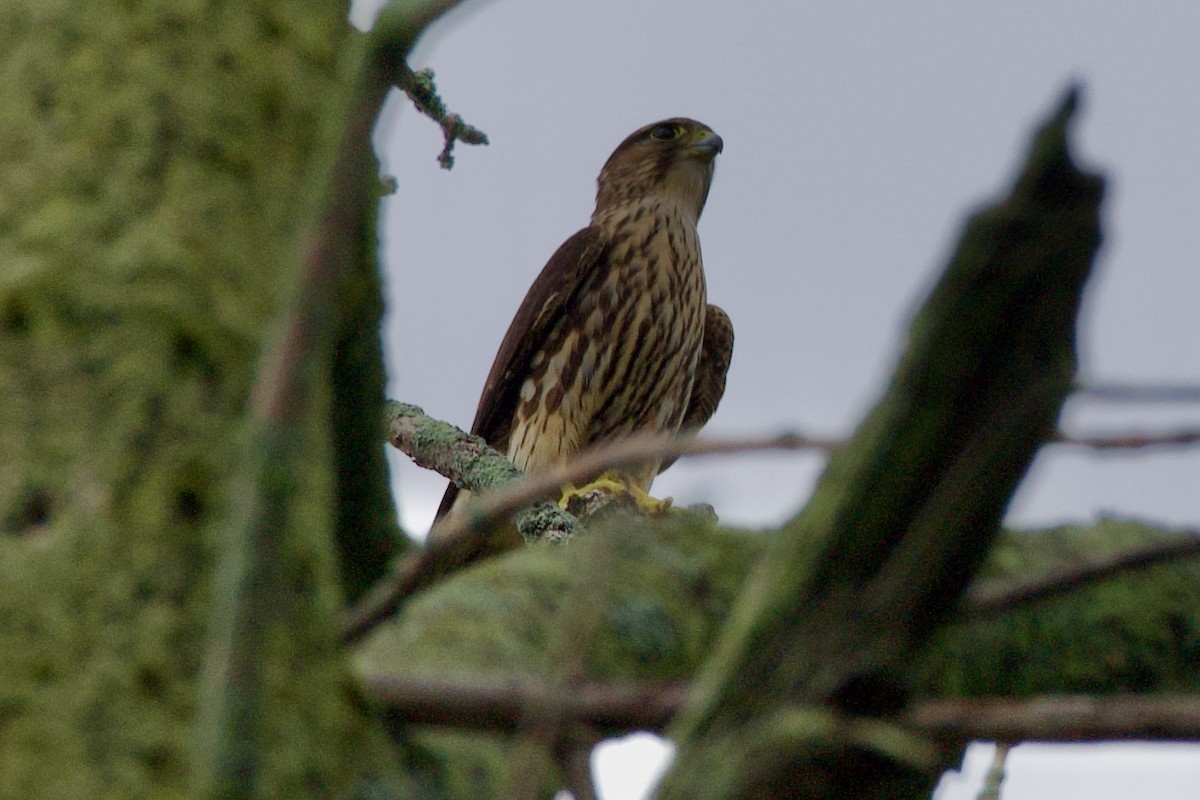 Хайргууна шонхор - ML639872178